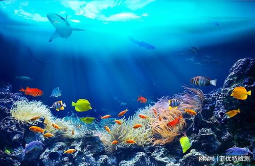 探索海洋的藍色寶藏 海洋生物功效成分檢測與合成技術研發(fā)