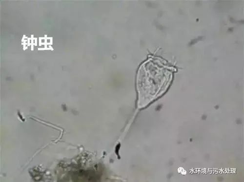 活性污泥中指示性生物合成技術研發(fā)探析