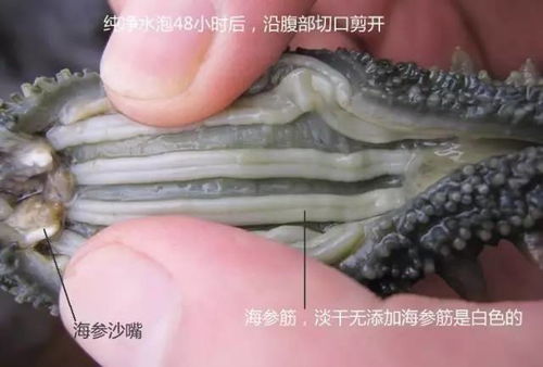 海參 自然饋贈(zèng)的養(yǎng)生瑰寶，男女皆宜的滋補(bǔ)佳品